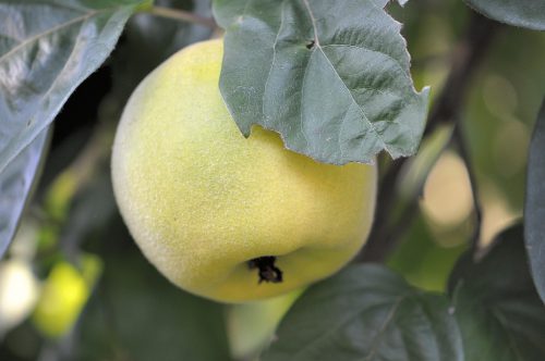 Der wahre Niarts-Goldbaum ist bescheiden, stark, frostfest, langzeitgrün und äußerst fruchtbringend.