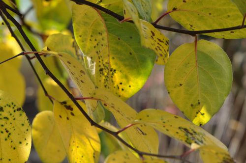 Der Quittenbaum treibt im Frühjahr recht früh seine saftig dunkelgrünen Blätter aus und hält sie meist noch bis in den Dezember. Somit ist er ein Stück Sommerzeit im Garten.