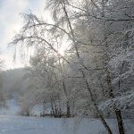 Ein silbrig-verschneiter Wald reizte auf dem Nachhauseweg zu ein paar spontanen Fotos. Zwar sind sie nicht in Spiegelreflexqualität, aber vielleicht dennoch sehenswert. (Foto: Martin Dühning)