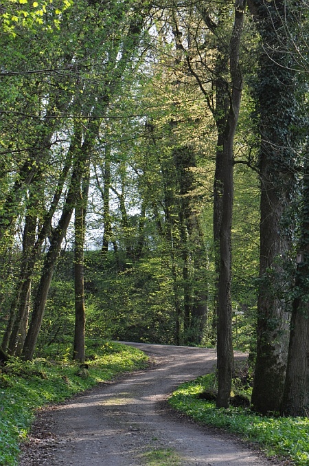 Maiengrüner Waldweg Maiengrüner Waldweg
