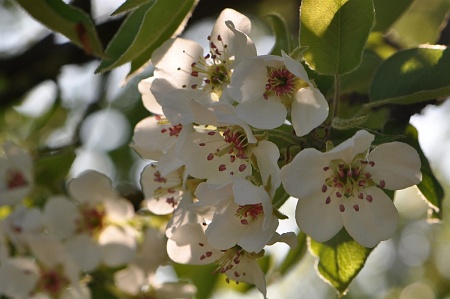 Birnbaumblüte Birnbaumblüte