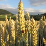 Finde den Marienkäfer! Der Sommer 2011 war schon im Mai und Juni da ... (Foto: Martin Dühning)