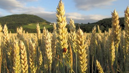 Finde den Marienkäfer! Der Sommer 2011 war schon im Mai und Juni da ... (Foto: Martin Dühning)