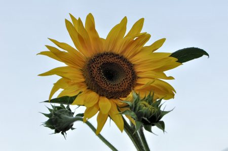 Sonnenblume vor Kristallhimmel - so soll es im August auch sein! :-) (Foto: Martin Dühning)