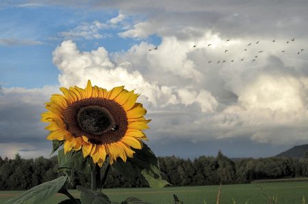 Sonnenblume mit Regenbogen und Fernweh: Links der Regenbogen, rechts vor den Gewitterwolken Nils Holgersons Wildgänse (Foto: Martin Dühning)