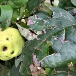 Gar nicht schöne Hagelschäden hinterließen drei Unwetter am sonst so gesunden Quittenbaum. Die anderen Bäumchen sehen allerdings teils noch schlimmer aus.