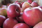 Beim Lauchringer Obst gibt es heuer durch Hagel große Ausfälle. Aber dann importieren wir halt einfach Äpfel von den familiären Plantagen in Bechtersbohl. Quitten freilich sind das trotzdem nicht...