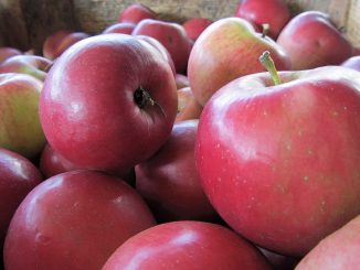 Beim Lauchringer Obst gibt es heuer durch Hagel große Ausfälle. Aber dann importieren wir halt einfach Äpfel von den familiären Plantagen in Bechtersbohl. Quitten freilich sind das trotzdem nicht...