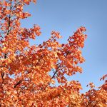 Indianersommer im Klettgau 2011: Die Temperaturen sind nachts bereits im Sturzflug, tagsüber kommt manchmal aber noch die Sonne heraus am kristallblauen Herbsthimmel und die Blätter brennen in Rot, Orange und Gelb. (Foto: Martin Dühning)