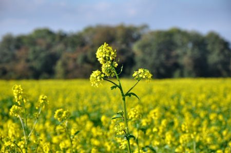 Falscher Frühling gaukelt neuen Frühsommer dort vor, wo längst Herbst ist. Großflächige Gründüngung und die klimatische Erwärmung erzeugen zu ungewohnter Zeit leuchtende Blütenpracht (Foto: Martin Dühning).