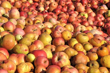 Appelapfelmeer... - selbst verhageltes Mostobst macht sich noch recht gut als Fotomotiv mit passend sonniger Beleuchtung (Foto: Martin Dühning).