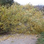 Es wird Herbst im Klettgau: Das Laub wird bunt und die Bäume fallen zu Boden. (Foto: Martin Dühning)