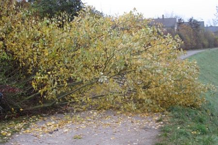 Es wird Herbst im Klettgau: Das Laub wird bunt und die Bäume fallen zu Boden. (Foto: Martin Dühning) Es wird Herbst im Klettgau: Das Laub wird bunt und die Bäume fallen zu Boden. (Foto: Martin Dühning)