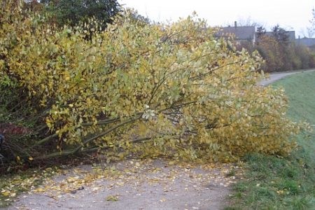 Es wird Herbst im Klettgau: Das Laub wird bunt und die Bäume fallen zu Boden. (Foto: Martin Dühning)