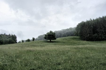 Regen kann auch schön machen - ein mystischer Baum in den Regenfluten Anfang Juni 2012. (Foto: Martin Dühning)