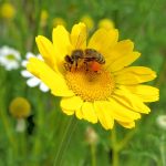 Bienchen sammeln fleißig Honig auf Kamille- und Arnikablüten - selbst am Fronleichnamstag 2012. (Foto: Martin Dühning)