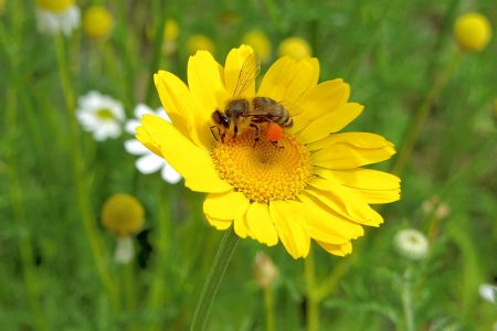 Bienchen sammeln fleißig Honig auf Kamille- und Arnikablüten - selbst am Fronleichnamstag 2012. (Foto: Martin Dühning)