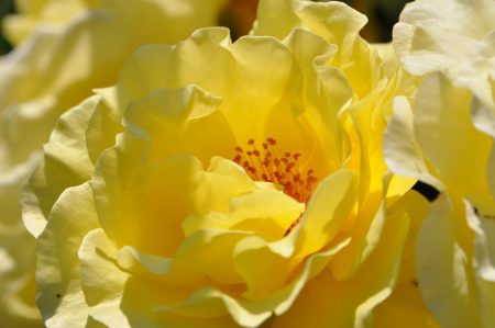 Goldgelbe Blütenpracht - die Rosen blühen dieses Jahr bis tief in den Juli hinein. (Foto: Martin Dühning)
