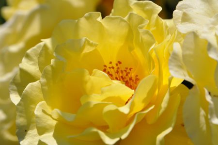 Goldgelbe Blütenpracht - die Rosen blühen dieses Jahr bis tief in den Juli hinein. (Foto: Martin Dühning) Goldgelbe Blütenpracht - die Rosen blühen dieses Jahr bis tief in den Juli hinein. (Foto: Martin Dühning)