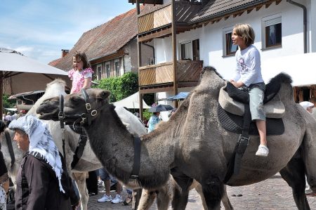 Kamele im Dauerbetrieb beim Lauchringer Mittelalterfest am 5. August 2012 (Foto: Martin Dühning)