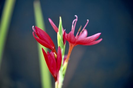 Wassergladiole im neuen Gartenteich Anfang September 2012 (Foto: Martin Dühning)