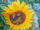 Sonnenblume mit Bienchen, fotografiert mit dem ASUS TF700T und bearbeitet mit Painteresque für Android.