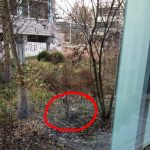 Junger Biber zieht ans Klettgau-Gymnasium