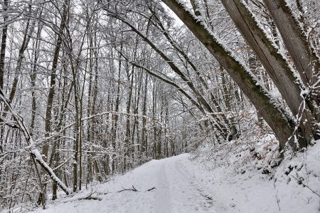 Winterwunderwald 2013 (Foto: Martin Dühning)