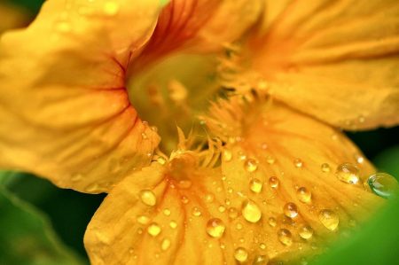 Kapuzinerkresse sieht auch bei Regen noch sommerlich schön aus.