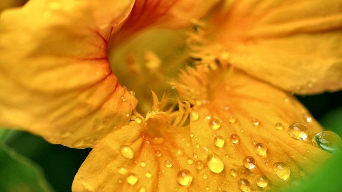 Kapuzinerkresse sieht auch bei Regen noch sommerlich schön aus.