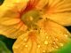 Kapuzinerkresse sieht auch bei Regen noch sommerlich schön aus.