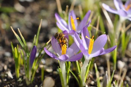 Krokusse gehören neben Schneeglöckchen zu den ersten Freuden für Bienchen und Fotografen. Demnächst sollen sie noch von Farbanemonen unterstützt werden.