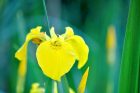 Hübsche, verwilderte Iris bewohnen alten und neuen Gartenteich und blühen zitronig-gelb.