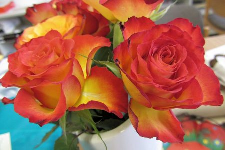 Auch von der Seite sehen die Rosen trefflich aus. Nur mit der Vase bin ich immer noch nicht ganz zufrieden. (Foto: Martin Dühning)