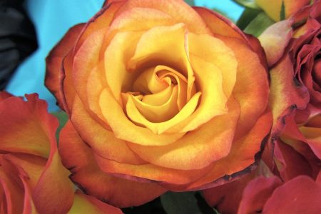 Die Rosen der Woche sind goldgelb mit abendroten Rändern. (Foto: Martin Dühning)