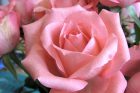 Rosa Rose aus dem Blumenstrauß der Woche vom 18. - 22. März 2012.