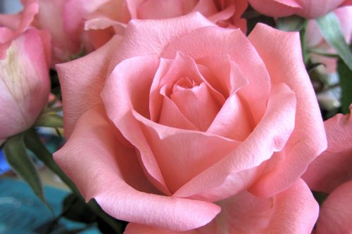 Rosa Rose aus dem Blumenstrauß der Woche vom 18. - 22. März 2012.
