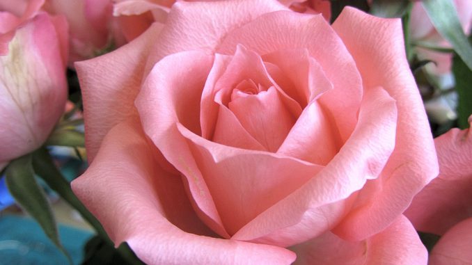 Rosa Rose aus dem Blumenstrauß der Woche vom 18. - 22. März 2012.