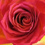 Schöne Rosen für 3 EUR