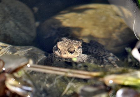 Auch im neuen Gartenteich kehrt neues Leben ein: Erdkröten haben die Wasserfläche als Brutstätte für ihren Nachwuchs erkoren (Foto: Martin Dühning).
