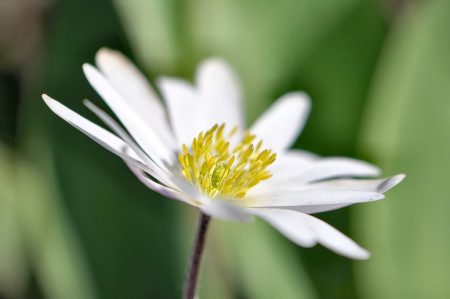 Strahlenanemone an einem strahlenden Frühlingstag (Foto: Martin Dühning)