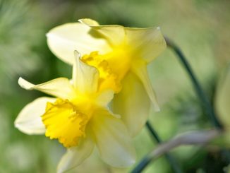 Ein Liebespärchen aus zitronengelben Narzissen - fotografiert im heimatlichen Garten am 15. April (Foto: Martin Dühning).