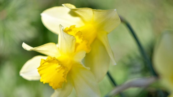 Ein Liebespärchen aus zitronengelben Narzissen - fotografiert im heimatlichen Garten am 15. April (Foto: Martin Dühning).
