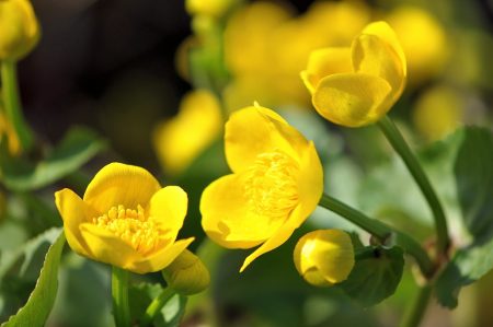 Goldene Sumpfdotterblumen säumen die Ufergestade der beiden Gartenteiche (Foto: Martin Dühning).