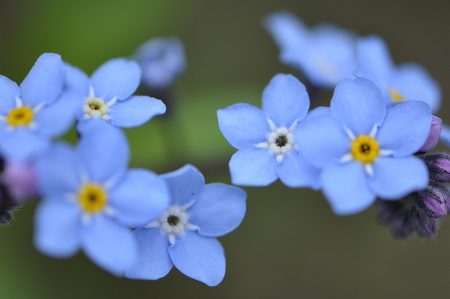 Blau und klar strahlt das Vergissmeinnicht.