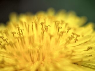 Wie bei einer Sonneneruption explodieren bei der goldenen Löwenzahnblüte Farben und Pollen.