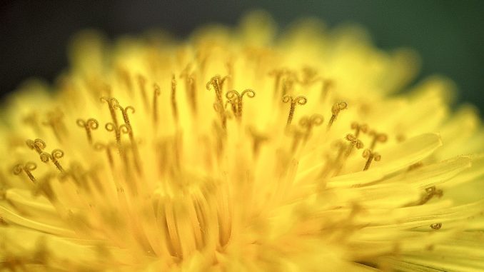 Wie bei einer Sonneneruption explodieren bei der goldenen Löwenzahnblüte Farben und Pollen.