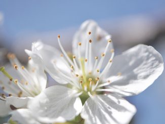 Vor klarem, blauen Himmel, auf den viele so lange gewartet haben, leuchten weiße, flauschige Kirschblüten.