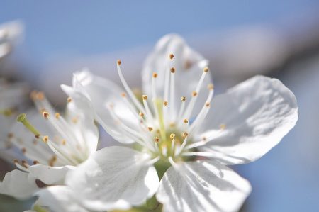 Vor klarem, blauen Himmel, auf den viele so lange gewartet haben, leuchten weiße, flauschige Kirschblüten.