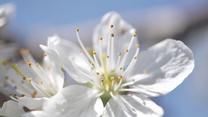 Vor klarem, blauen Himmel, auf den viele so lange gewartet haben, leuchten weiße, flauschige Kirschblüten.